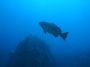 AmbergrisCaye05 - 035 * Grouper